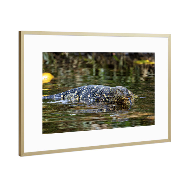 Poster mit Rahmen Gold "Bindenwaran" artboxONE - Tiere - Waran,Bindenwaran,Reptil,Reptilien,Drache,Echse,Sri lanka