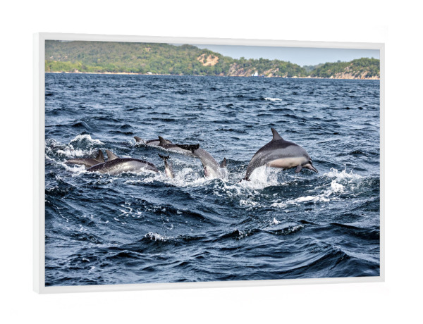 Poster mit weißem Rahmen "Delfine im Meer" artboxONE - Tiere - Delfin,Delfine,Delfinschule,Meeressäuger,Sri lanka,Meer,Ozean