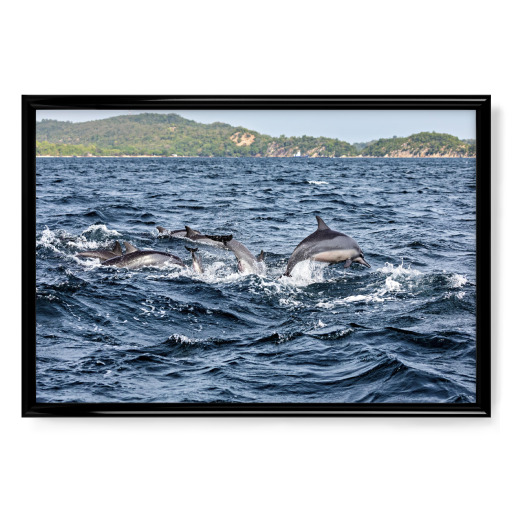 Delfine im Meer Delfine im Meer