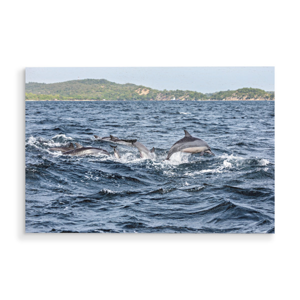 Holzbild "Delfine im Meer" artboxONE - Tiere - Delfin,Delfine,Delfinschule,Meeressäuger,Sri lanka,Meer,Ozean