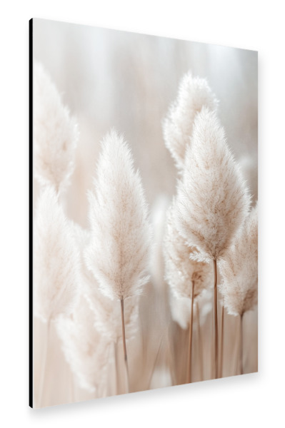 Alu-Dibond "Botanisches Pampasgras" 75x50 cm artboxONE