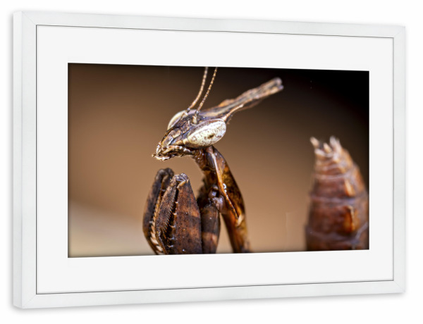 Poster mit Rahmen weiß "Porträt einer Geistermantis" artboxONE - Tiere - Gottesanbeterin,Fangschrecke,Mantis,Mantide,Insekt,Insekten,Geistermantis