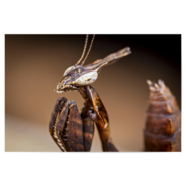 Poster "Porträt einer Geistermantis" artboxONE - Tiere - Gottesanbeterin,Fangschrecke,Mantis,Mantide,Insekt,Insekten,Geistermantis