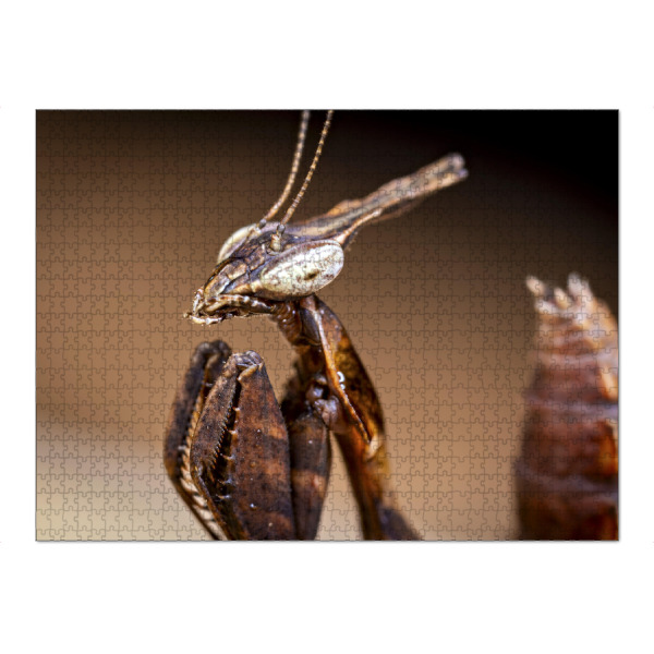 Puzzle Ravensburger "Porträt einer Geistermantis" artboxONE - Tiere - Gottesanbeterin,Fangschrecke,Mantis,Mantide,Insekt,Insekten,Geistermantis