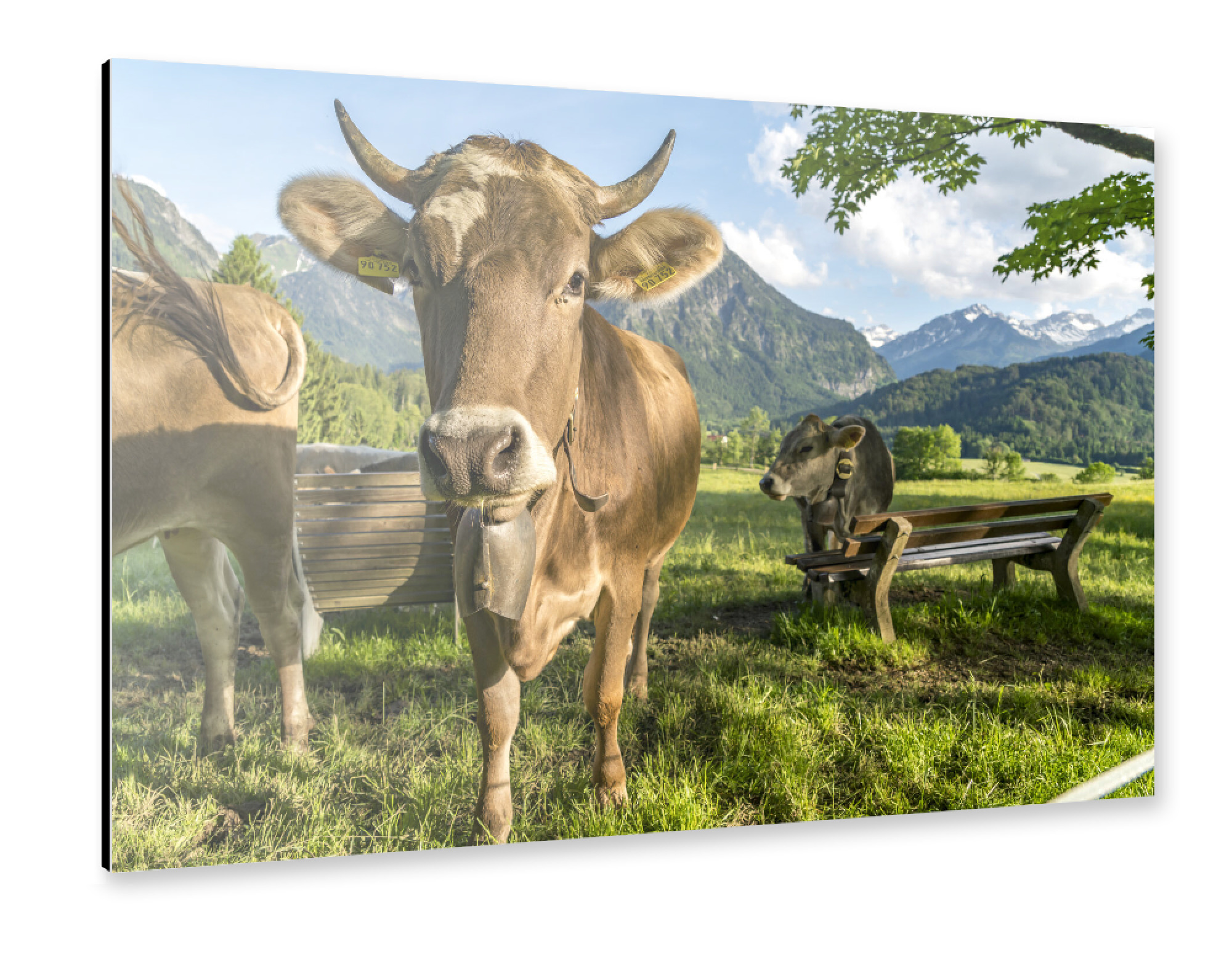 Alu-Dibond "Kühe im Allgäu bei Oberstdorf" 30x20 cm artboxONE