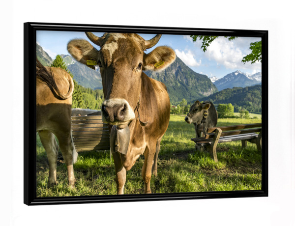 Poster mit schwarzem Rahmen "Kühe im Allgäu bei Oberstdorf" artboxONE - Natur,Tiere - Kühe,Allgäu,Oberstdorf,Bayern,Kuh