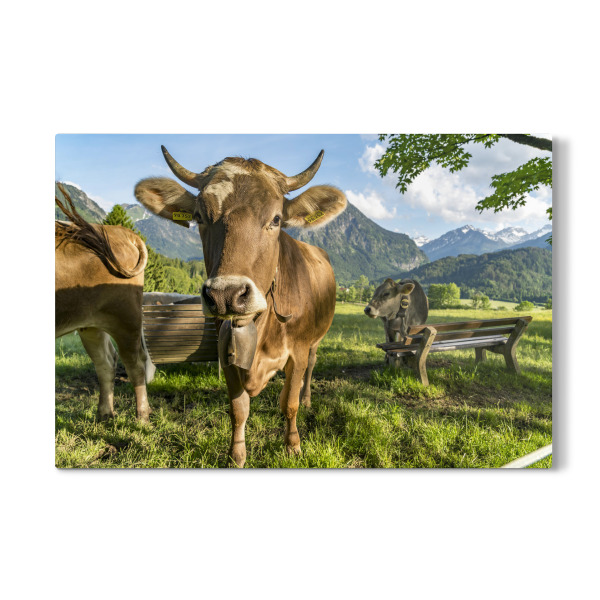 Galerie-Print "Kühe im Allgäu bei Oberstdorf" 30x20 cm artboxONE