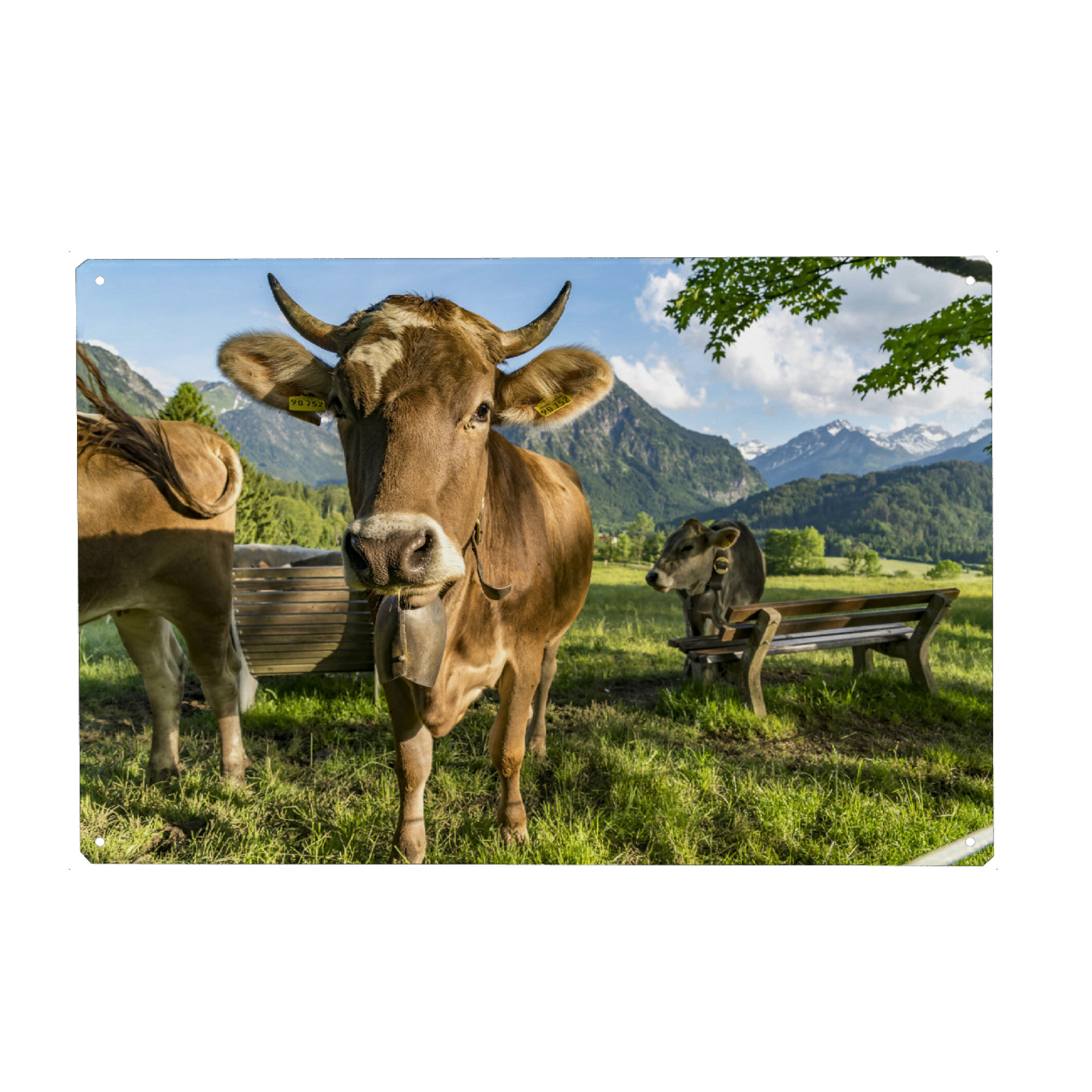 Metall Poster "Kühe im Allgäu bei Oberstdorf" artboxONE - Natur,Tiere - Kühe,Allgäu,Oberstdorf,Bayern,Kuh - Blechschild