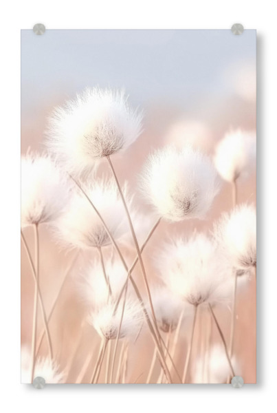 Acrylglasbild "Flauschiges Baumwollgras" artboxONE - Natur,Floral - Baumwollgras,Floral,Natur,Strand,Reise,Strandgras,Gras