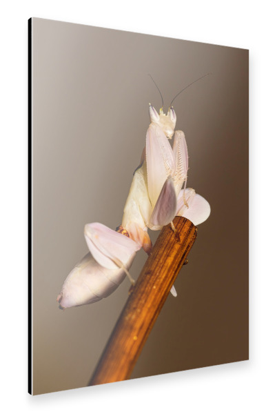 Alu-Dibond "Gottesanbeterin" 75x50 cm artboxONE