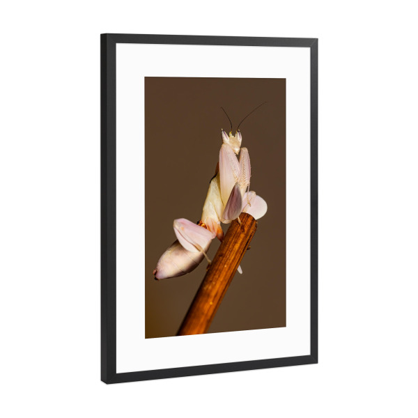 Poster mit Rahmen Schwarz (Metallic) "Gottesanbeterin" artboxONE - Tiere