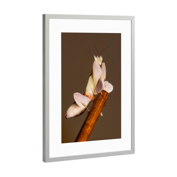 Poster mit Rahmen Silber "Gottesanbeterin" artboxONE - Tiere - Gottesanbeterin,Fangschrecke,Mantis,Mantide,Insekt,Insekten,Orchideen gottesanbeterin