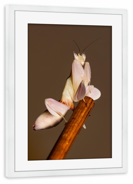 Poster mit Rahmen weiß "Gottesanbeterin" artboxONE - Tiere - Gottesanbeterin,Fangschrecke,Mantis,Mantide,Insekt,Insekten,Orchideen gottesanbeterin