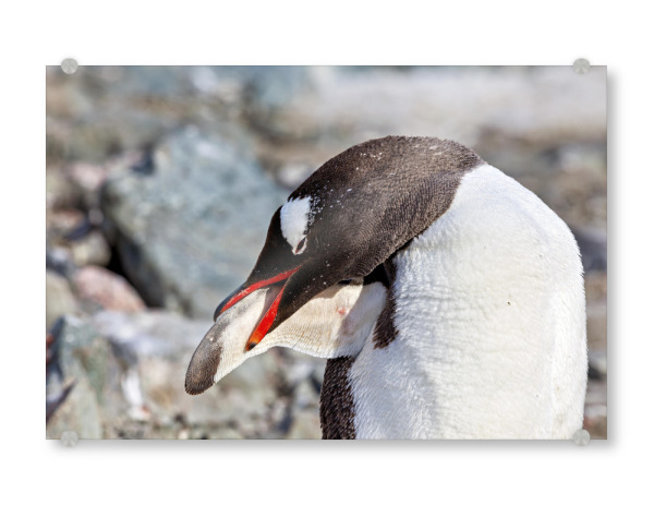Acrylglasbild "Ein Eselspinguine in der Antarktis" artboxONE - Tiere - Antarktis,Pinguin,Pinguine,Eselspinguin,Südpol,Vogel,Wasservogel