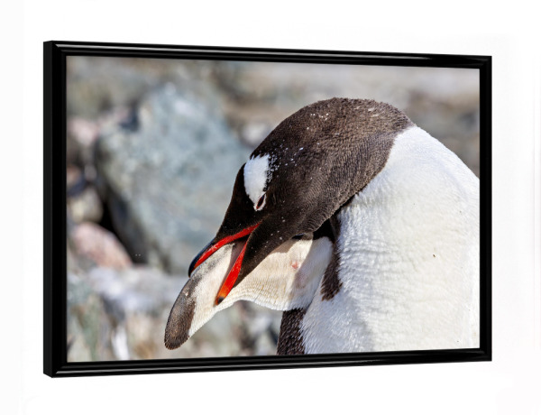 Poster mit schwarzem Rahmen "Ein Eselspinguine in der Antarktis" artboxONE - Tiere - Antarktis,Pinguin,Pinguine,Eselspinguin,Südpol,Vogel,Wasservogel
