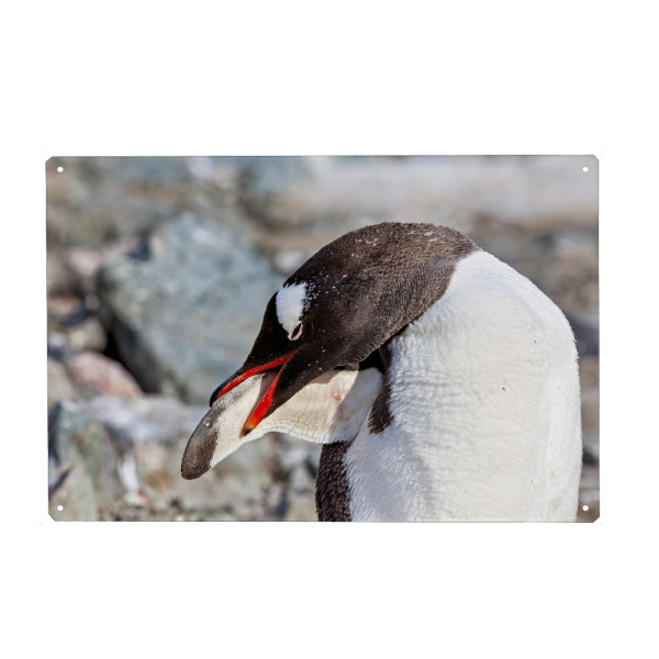 Metall Poster "Ein Eselspinguine in der Antarktis" artboxONE - Tiere - Antarktis,Pinguin,Pinguine,Eselspinguin,Südpol,Vogel,Wasservogel - Blechschild