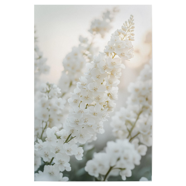 Poster 30x20 cm "Weiße Blüten Harmonie" artboxONE - Natur,Floral