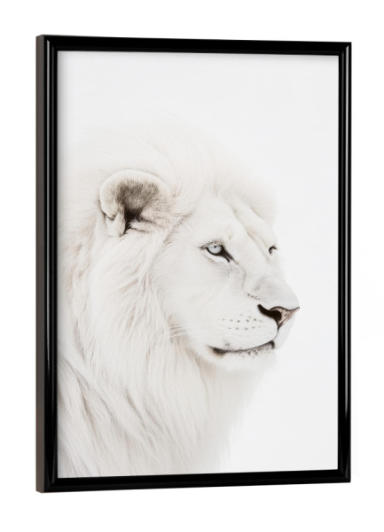 Poster mit schwarzem Rahmen "Weißer Löwe der Wildnis" artboxONE - Natur,Tiere,Reise / Afrika