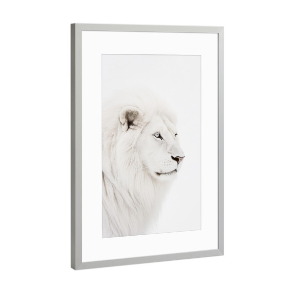 Poster mit Rahmen Silber "Weißer Löwe der Wildnis" artboxONE - Natur,Tiere,Reise / Afrika