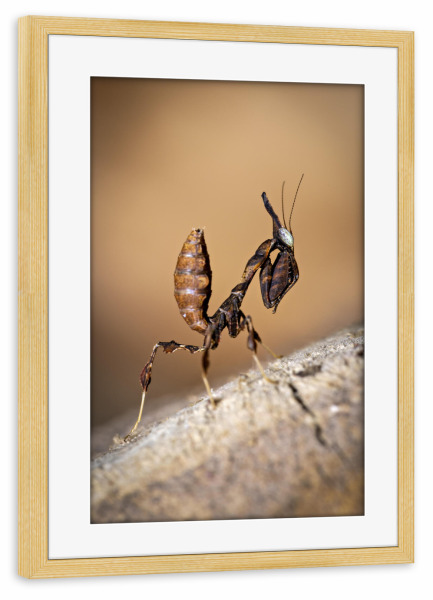 Poster mit Rahmen kiefer "Geistermantis Larve" artboxONE - Tiere - Gottesanbeterin,Fangschrecke,Mantis,Mantide,Insekt,Insekten,Geistermantis