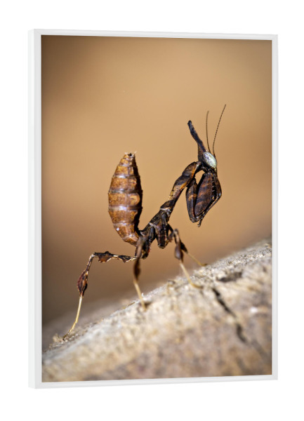 Poster mit weißem Rahmen "Geistermantis Larve" artboxONE - Tiere - Gottesanbeterin,Fangschrecke,Mantis,Mantide,Insekt,Insekten,Geistermantis