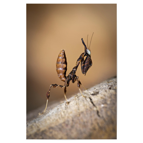 Poster 30x20 cm "Geistermantis Larve" artboxONE - Tiere - Gottesanbeterin,Fangschrecke,Mantis,Mantide,Insekt,Insekten,Geistermantis