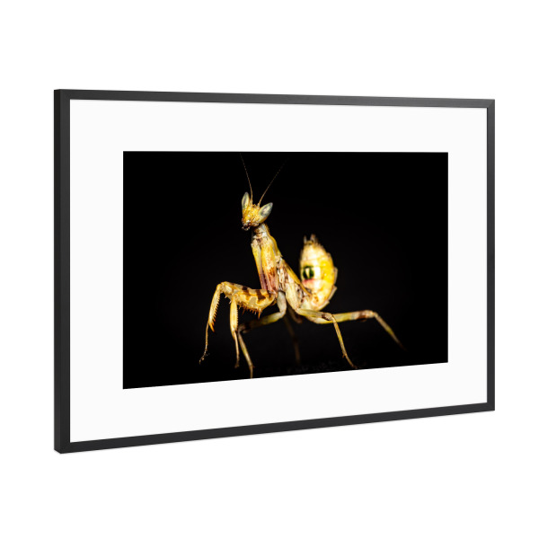 Poster mit Rahmen Schwarz (Metallic) "Die Larve Blütenmantis" artboxONE - Tiere - Gottesanbeterin,Fangschrecke,Mantis,Insekt,Insekten,Blütenmantis
