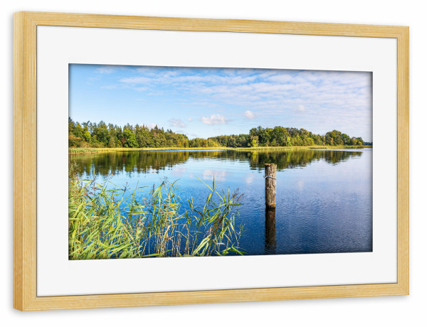 Poster mit Rahmen kiefer "Dalben im Krakower See" artboxONE - Natur,Reise