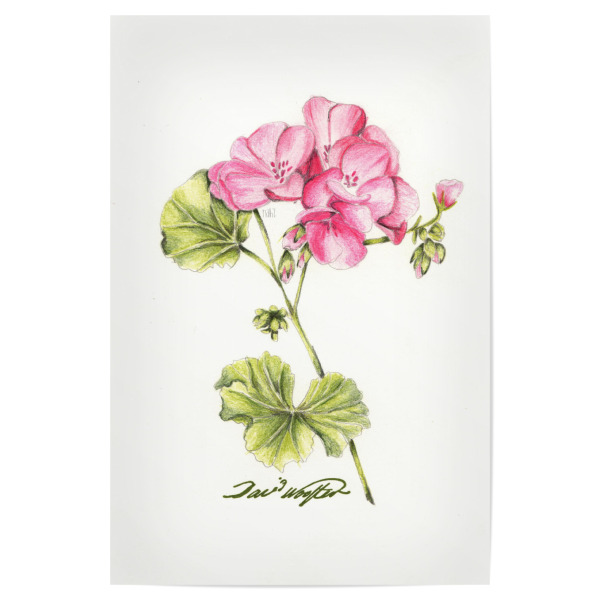Poster "Geranie" artboxONE - Natur,Floral - Nature,Geranium,Botanic,Floral,Flowers