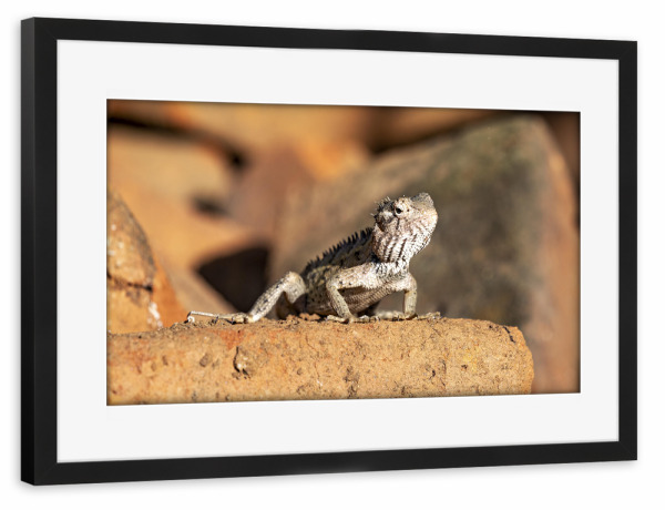 Poster mit Rahmen schwarz "Wilde Agame aus Sri Lanka" artboxONE - Tiere - Sri lanka,Eidechse,Agame,Drache,Echse