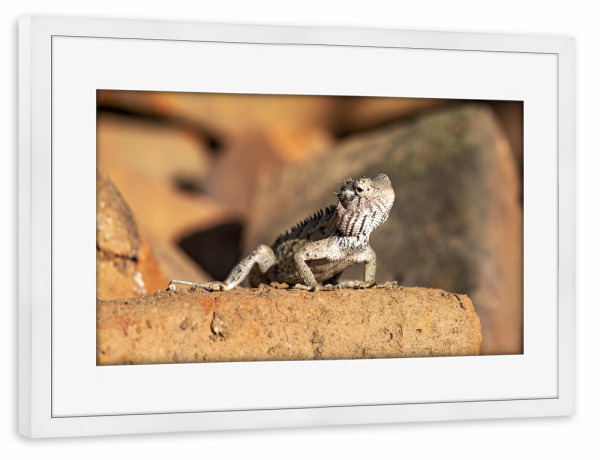 Poster mit Rahmen weiß "Wilde Agame aus Sri Lanka" artboxONE - Tiere - Sri lanka,Eidechse,Agame,Drache,Echse