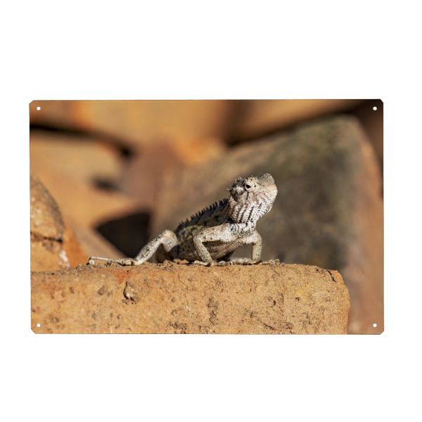 Holzbild "Wilde Agame aus Sri Lanka" artboxONE - Tiere - Sri lanka,Eidechse,Agame,Drache,Echse