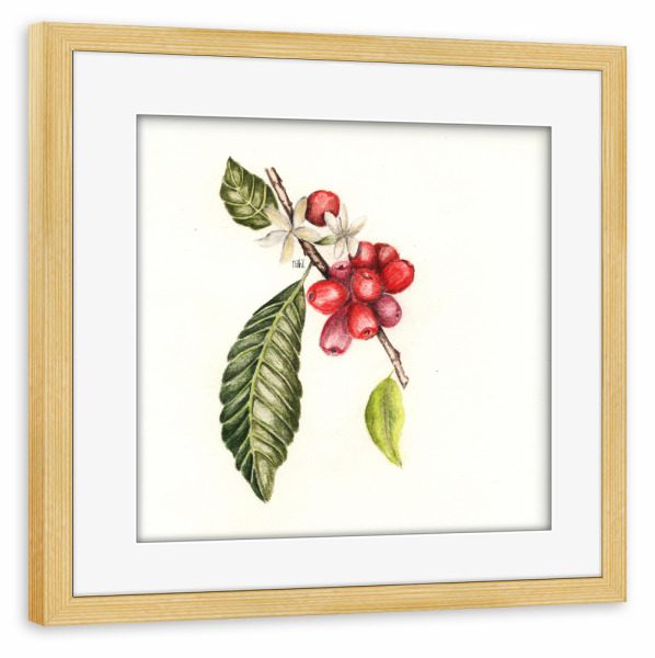 Poster mit Rahmen kiefer "Coffea arabica" artboxONE - Floral - Kaffeebohne,Coffea arabica,Botanic,Botanicillustration