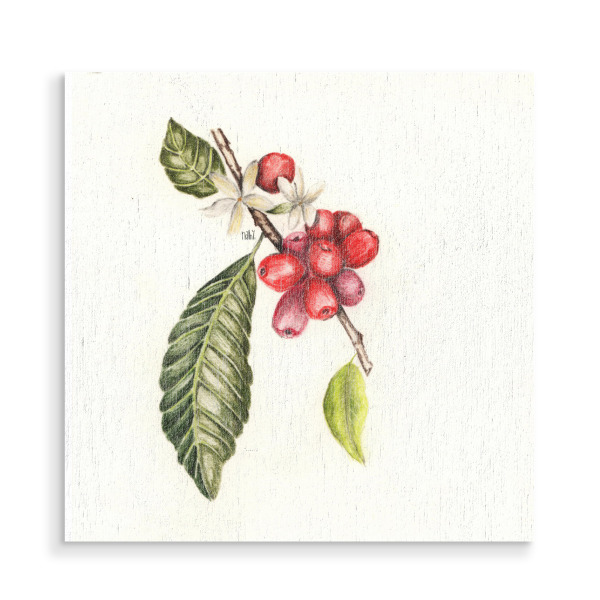 Holzbild "Coffea arabica" artboxONE - Floral - Kaffeebohne,Coffea arabica,Botanic,Botanicillustration