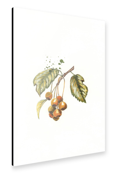 Alu-Dibond "Feuerdorn im Herbst" 75x50 cm artboxONE