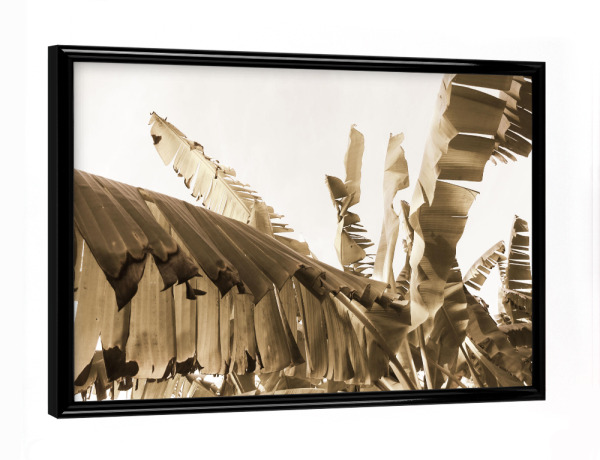 Poster mit schwarzem Rahmen "A Banana Tree" artboxONE - Natur,Reise,Floral,Reise / Afrika,Reise / Asien