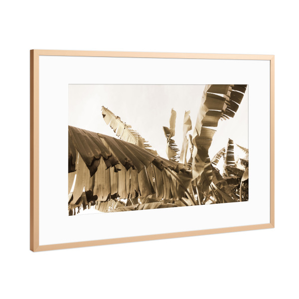 Poster mit Rahmen Kupfer "A Banana Tree" artboxONE - Natur,Reise,Floral,Reise / Afrika,Reise / Asien