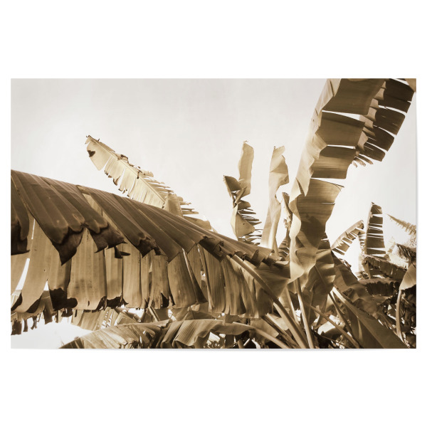 Poster "A Banana Tree" artboxONE - Natur,Reise,Floral,Reise / Afrika,Reise / Asien
