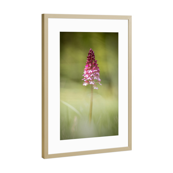 Poster mit Rahmen Gold "Orchidee Naturfoto" artboxONE - Natur,Floral - Orchis,Orchideen,Blume,Blüte,Wildblumen,Pflanze