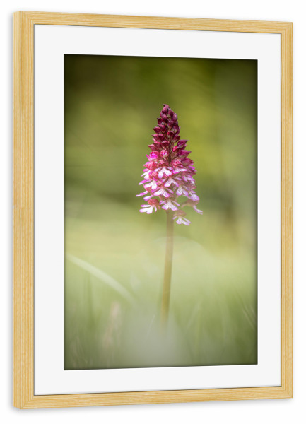 Poster mit Rahmen kiefer "Orchidee Naturfoto" artboxONE - Natur,Floral - Orchis,Orchideen,Blume,Blüte,Wildblumen,Pflanze