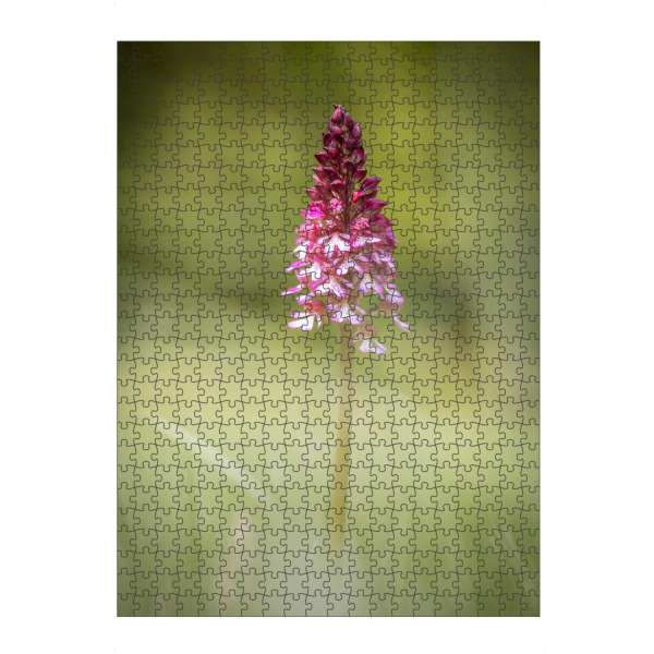 Puzzle Ravensburger "Orchidee Naturfoto" artboxONE - Natur,Floral - Orchis,Orchideen,Blume,Blüte,Wildblumen,Pflanze - Bild orchis