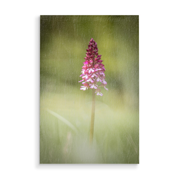 Holzbild "Orchidee Naturfoto" artboxONE - Natur,Floral - Orchis,Orchideen,Blume,Blüte,Wildblumen,Pflanze