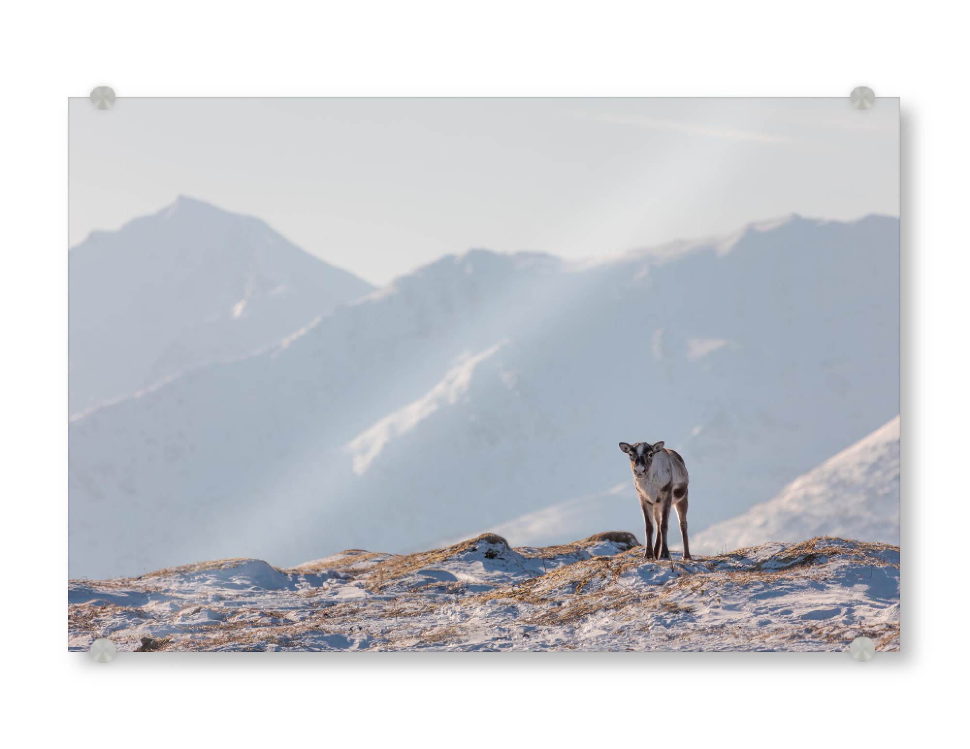 Acrylglasbild "Junges Rentier in der Natur" artboxONE - Natur,Tiere - Rentiere,Naturfoto,Norwegen,Skandinavien,Tierfotografie,Winter,Schnee