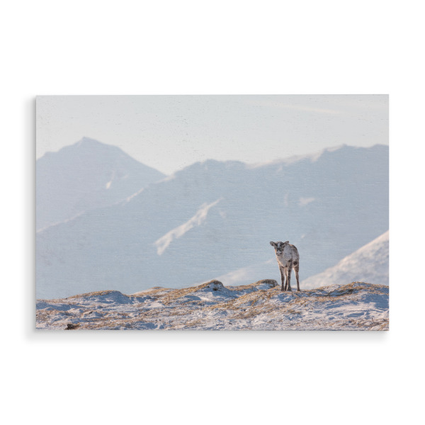 Holzbild "Junges Rentier in der Natur" artboxONE - Natur,Tiere - Rentiere,Naturfoto,Norwegen,Skandinavien,Tierfotografie,Winter,Schnee