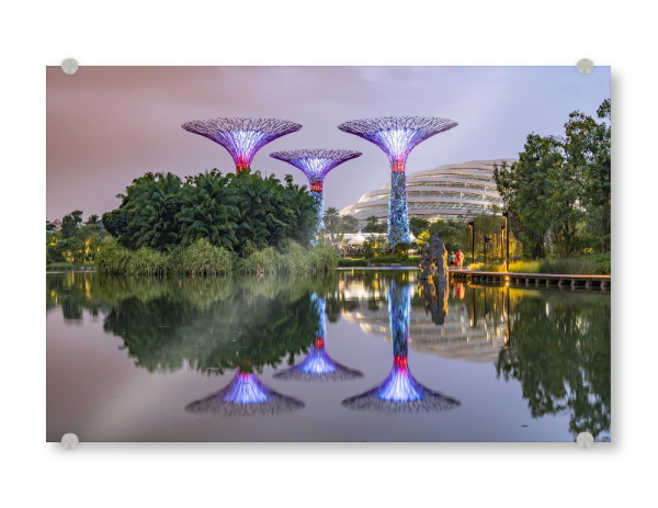 Acrylglasbild "Singapur Super Trees" artboxONE - Reise / Asien,Städte / Singapur - Singapur,Super trees,Gardens by the bay,Nachts,Mammutbäume,Asien