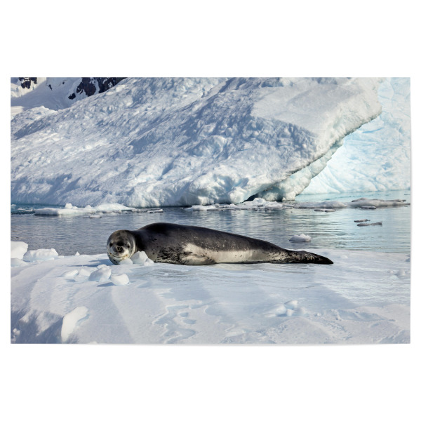 Poster "Der Seeleopard" artboxONE - Natur,Reise,Tiere - Seehund,Seeleopard,Seelöwe,Antarktis,Südpol,Eisberg,Raubtier
