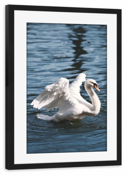 Poster mit Rahmen schwarz "Schwan in Amsterdam" artboxONE - Tiere,Städte / Amsterdam - Schwan,Swan,Amsterdam,Tier,Flügel,Elegant