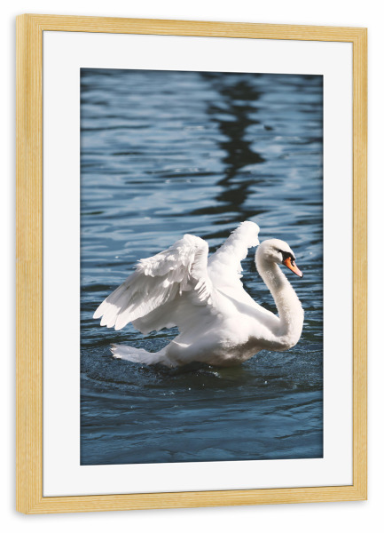 Poster mit Rahmen kiefer "Schwan in Amsterdam" artboxONE - Tiere,Städte / Amsterdam - Schwan,Swan,Amsterdam,Tier,Flügel,Elegant