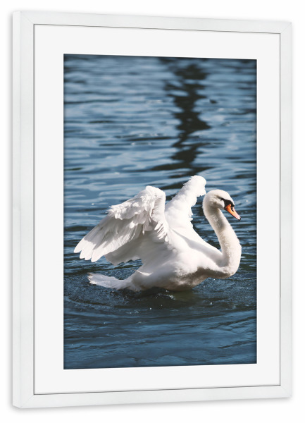Poster mit Rahmen weiß "Schwan in Amsterdam" artboxONE - Tiere,Städte / Amsterdam - Schwan,Swan,Amsterdam,Tier,Flügel,Elegant