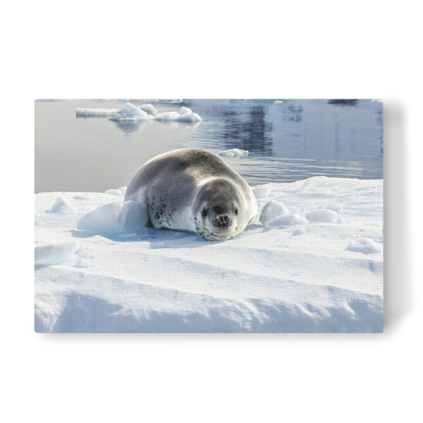 Leinwandbild "Seeleopard in auf einer Eisscholle" artboxONE - Natur,Reise,Tiere - Seehund,Seeleopard,Seelöwe,Antarktis,Südpol,Eisberg,Raubtier